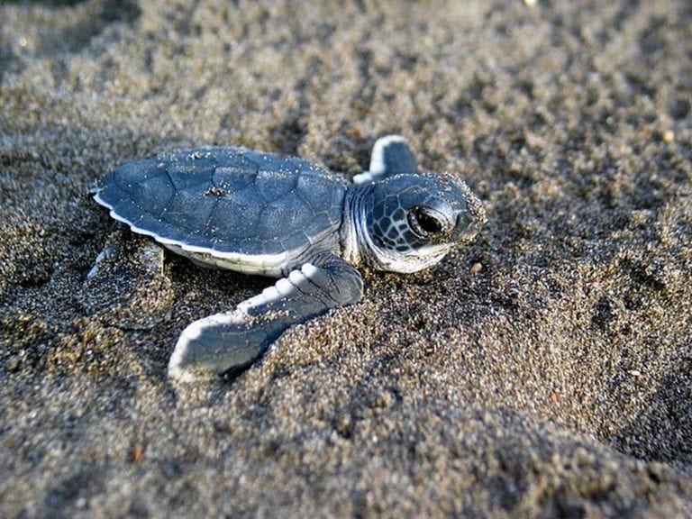 Sea Turtles in Pensacola - Pensacola Fishing Charters