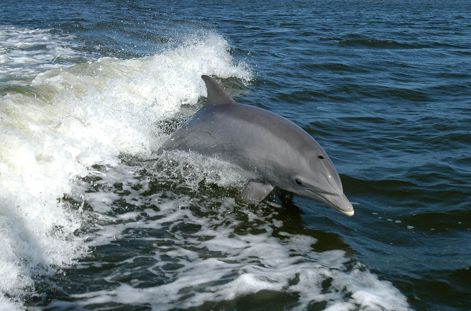 Bottlenose Dolphin Facts - Pensacola Fishing Charters 